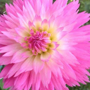 Meet your Posher, Kathy